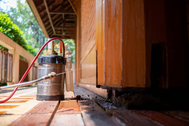 Best Wasp Removal Services  in Hollis, OK