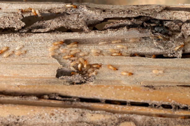 Best Cockroach Control Services  in Hollis, OK