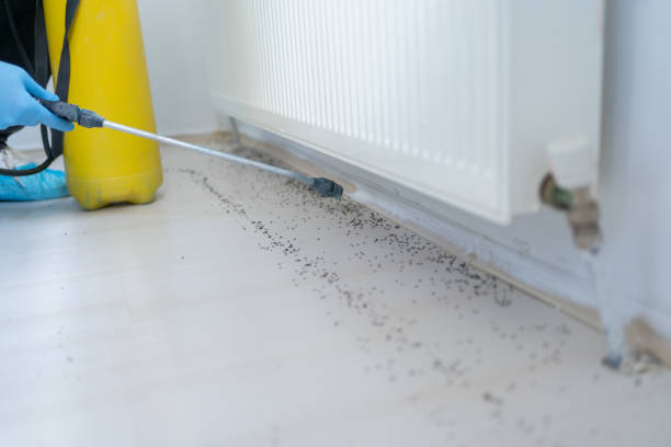 Best Local Pest Control Services  in Hollis, OK